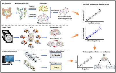 Metabolic and Neural Mechanisms Underlying the Associations Between Gut Bacteroides and Cognition: A Large-Scale Functional Network Connectivity Study